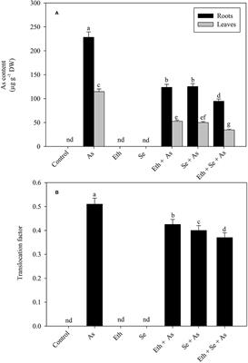 Ethylene Suppresses Abscisic Acid, Modulates Antioxidant System to Counteract Arsenic-Inhibited Photosynthetic Performance in the Presence of Selenium in Mustard